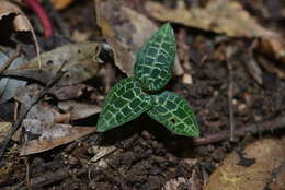 Image of Goodyera biflora (Lindl.) Hook. fil.