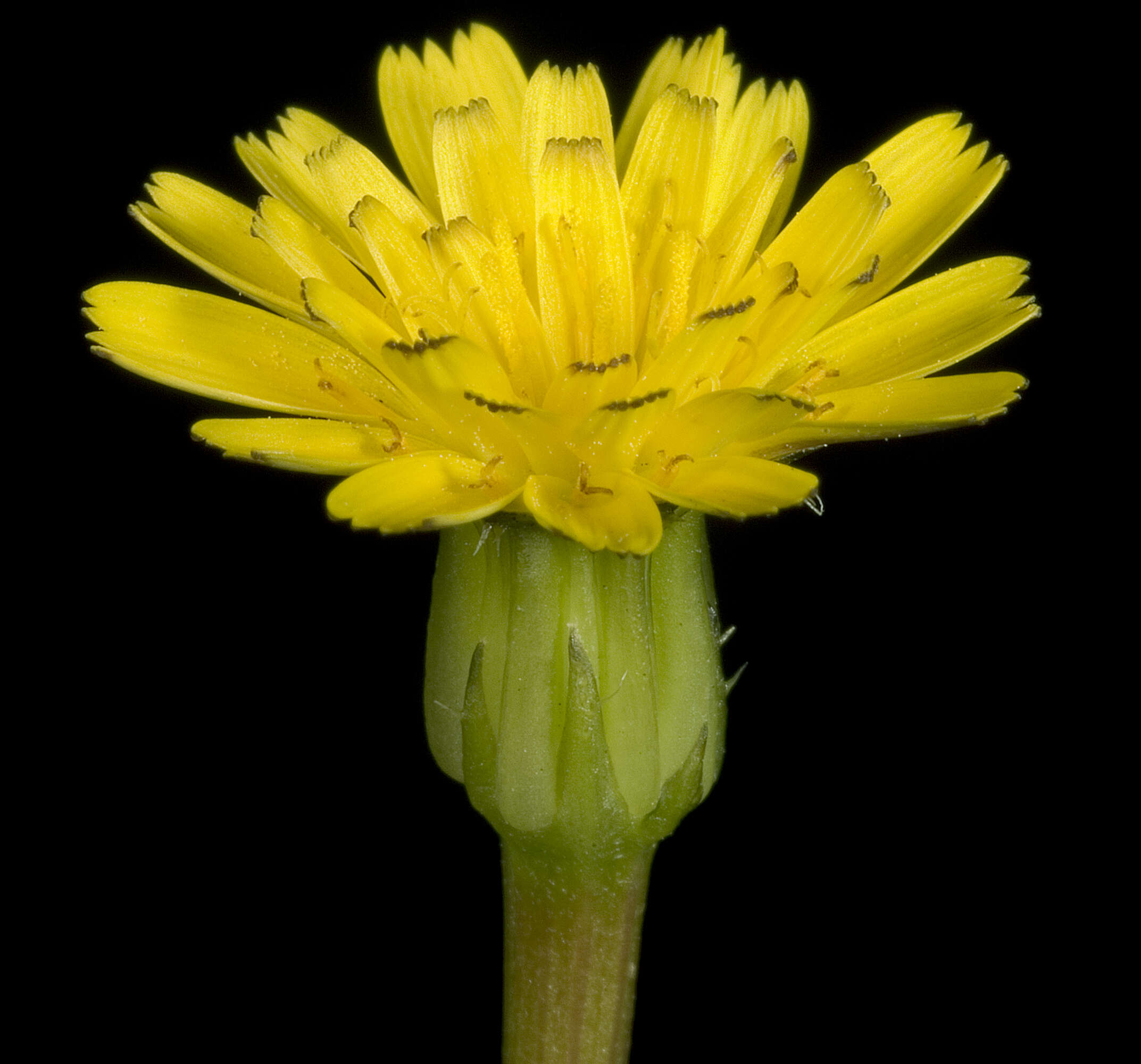 Image of Daisy