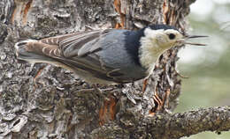 Image of Sitta carolinensis nelsoni Mearns 1902