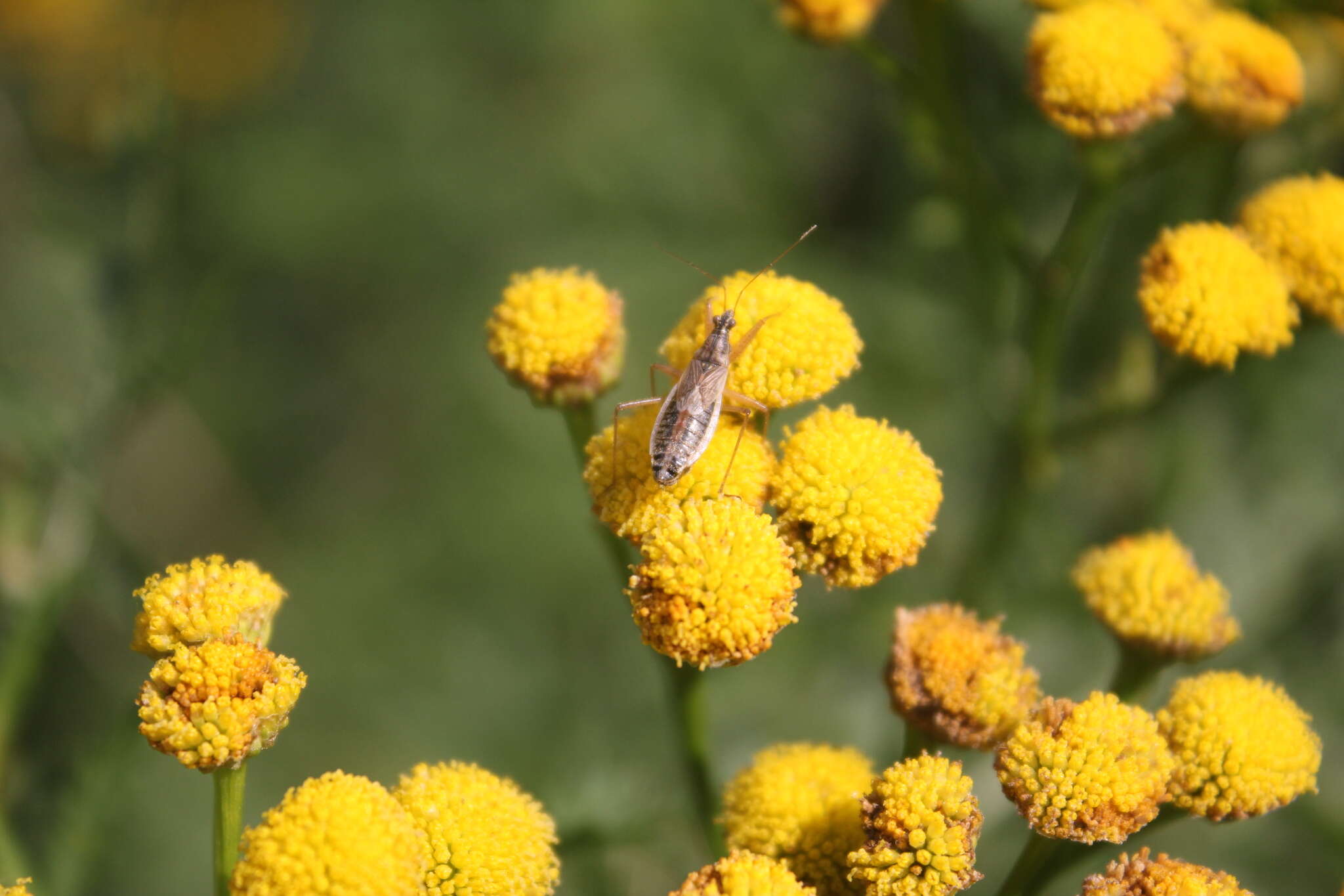 Image of Nabis flavomarginatus Scholtz 1847