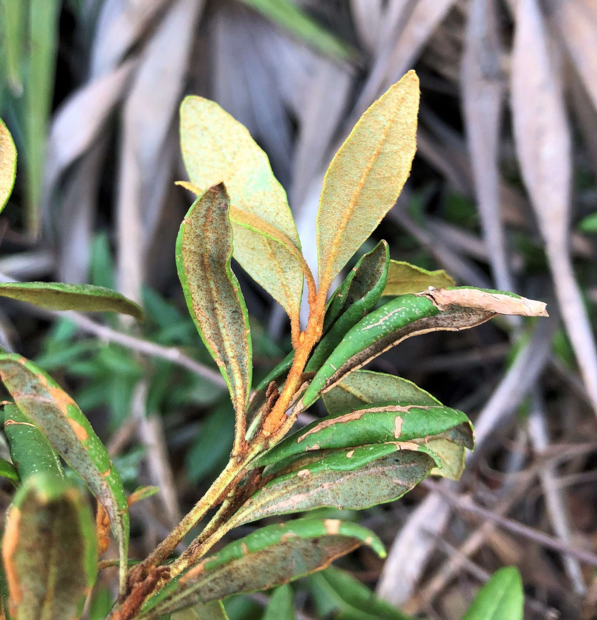 Image of rusty staggerbush