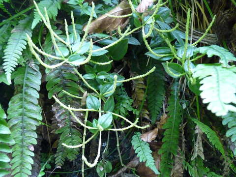 Image of Peperomia fernandeziana Miq.