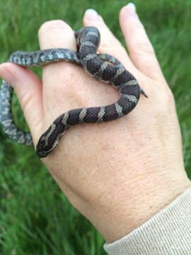 Image of milk snake