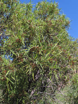 Plancia ëd Vauquelinia corymbosa subsp. angustifolia (Rydb.) W. J. Hess & J. Henrickson