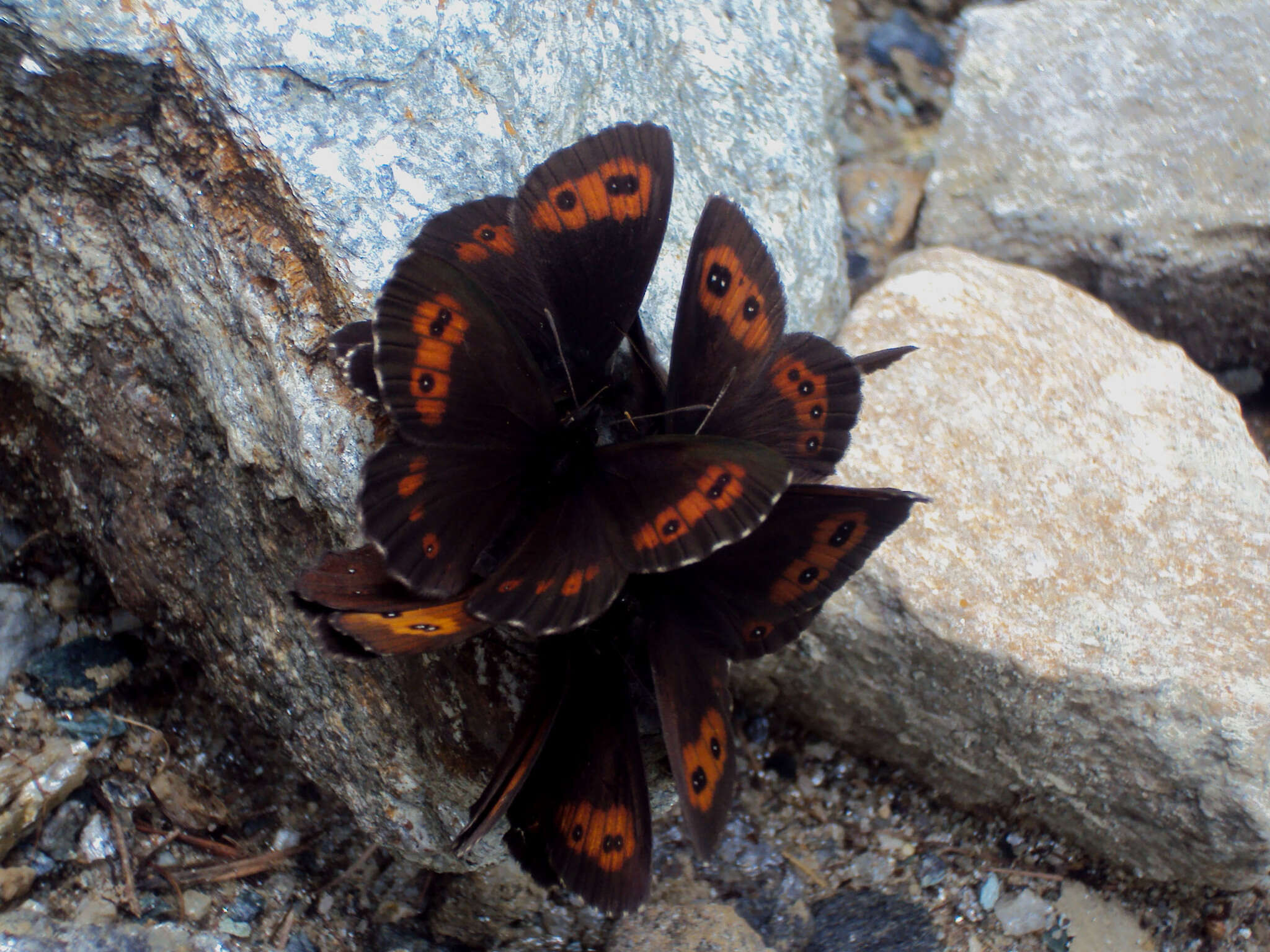 Image of Erebia euryale Esper 1777