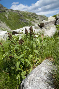 Imagem de Pedicularis recutita L.