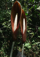 Image of Anchomanes difformis (Blume) Engl.