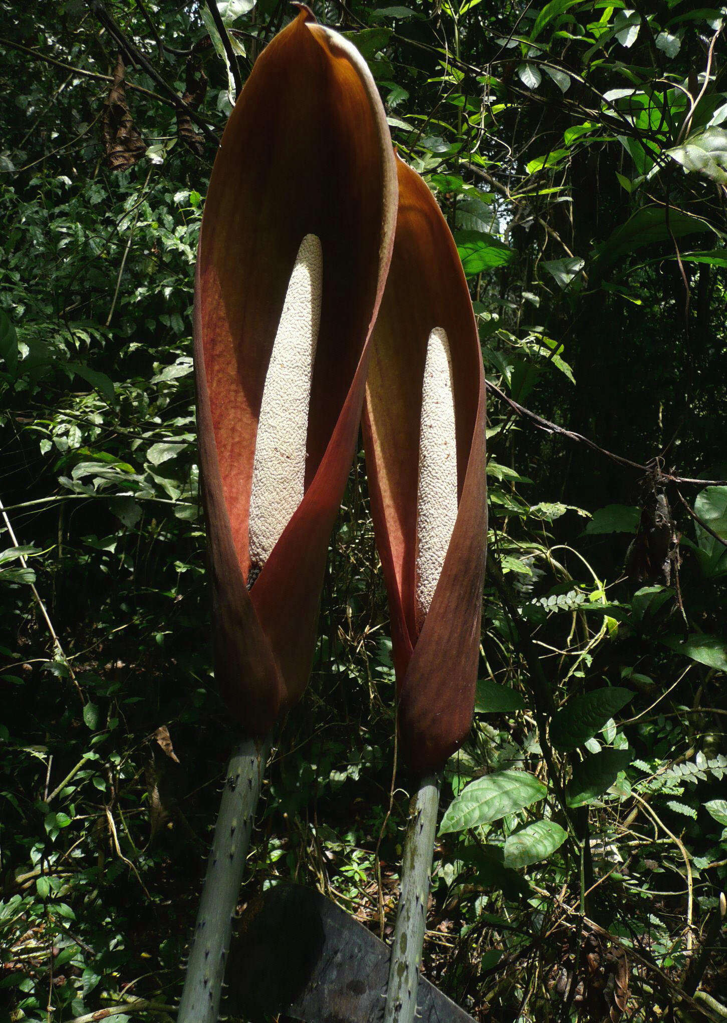 Image of Anchomanes difformis (Blume) Engl.