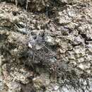 Image of Southern Tree Funnel-web Spider