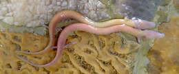 Image of Old World blind cave salamander