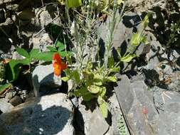 Image of Scarlet Monkey-Flower