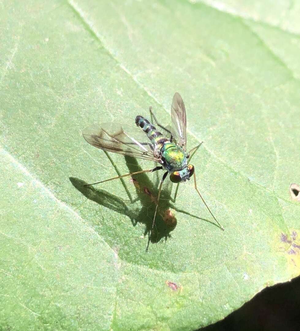 Imagem de Condylostylus leonardi (Van Duzee 1915)