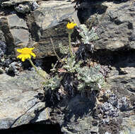 Plancia ëd Senecio albifolius DC.