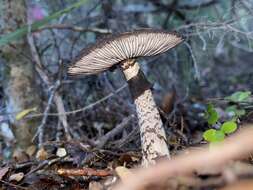 Image of Amanita nigrescens G. Stev. 1962