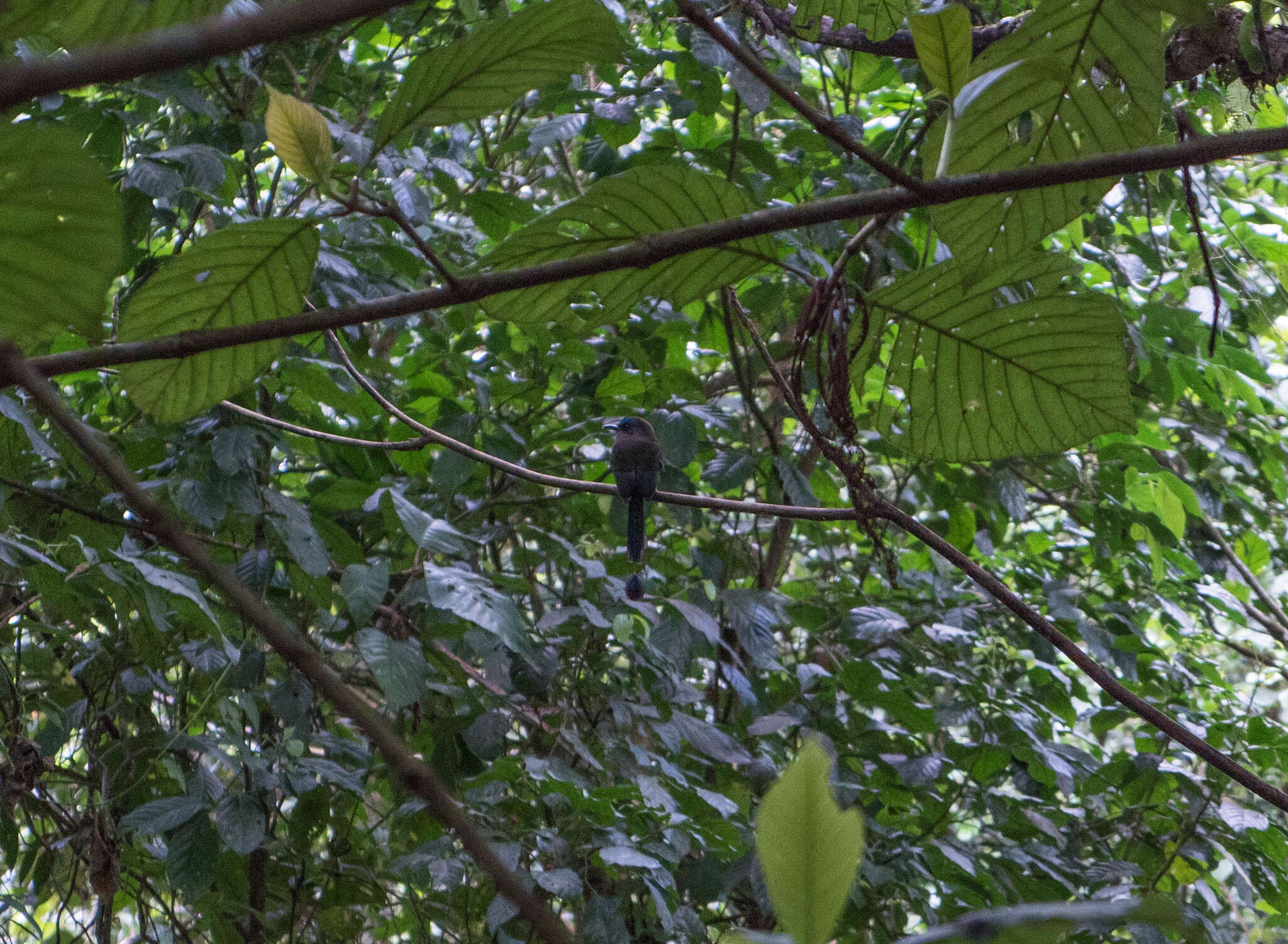 Image of Keel-billed Motmot