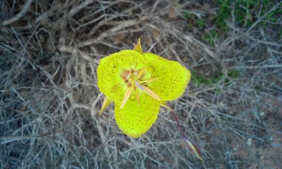 Image of Weed's mariposa lily