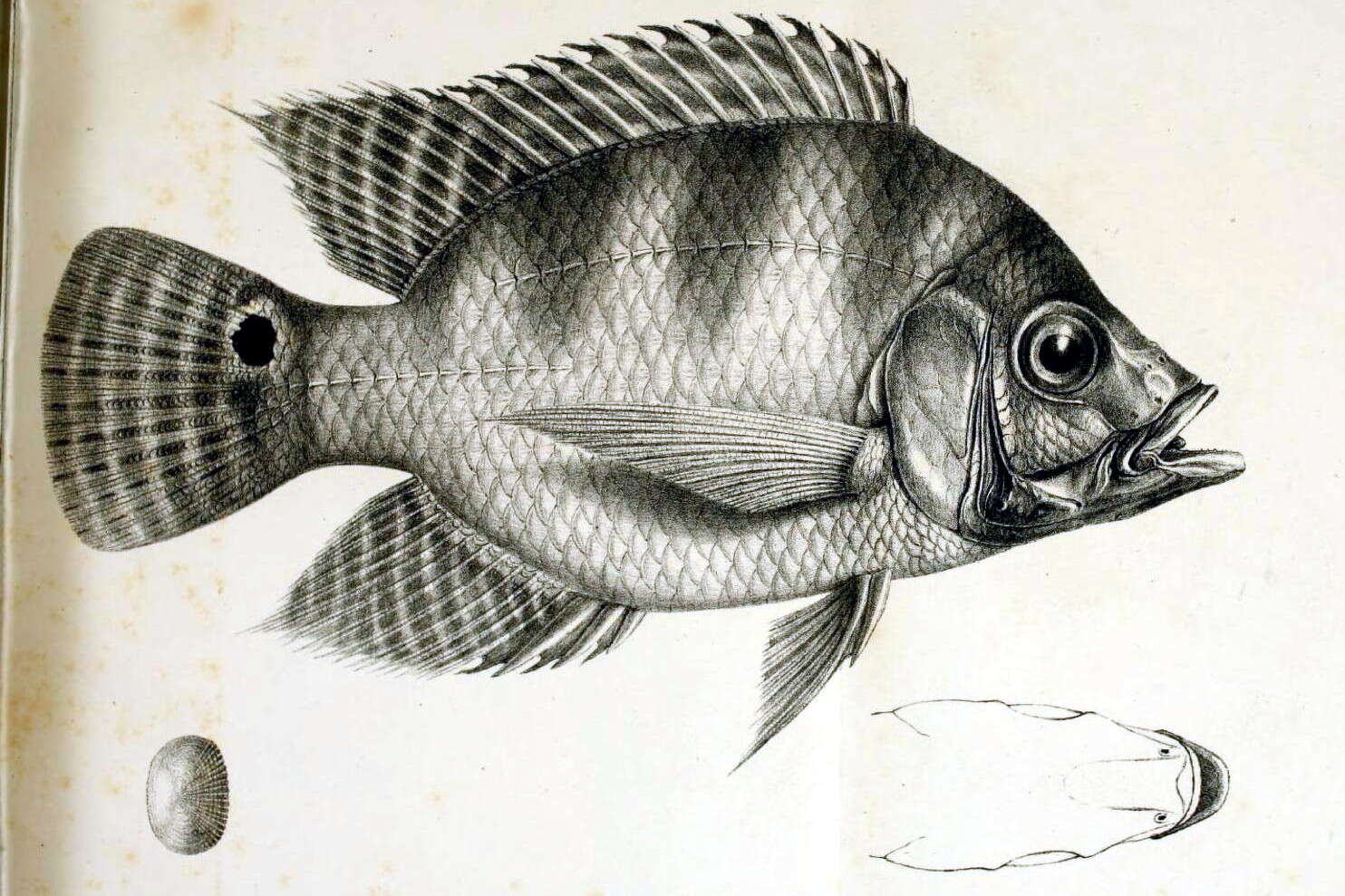 Image of Chaetobranchus