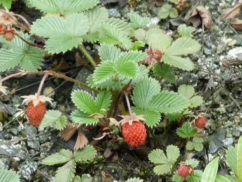 Image of Fragaria moupinensis (Franch.) Cardot