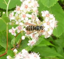 Image of Northern Aerial Yellowjacket