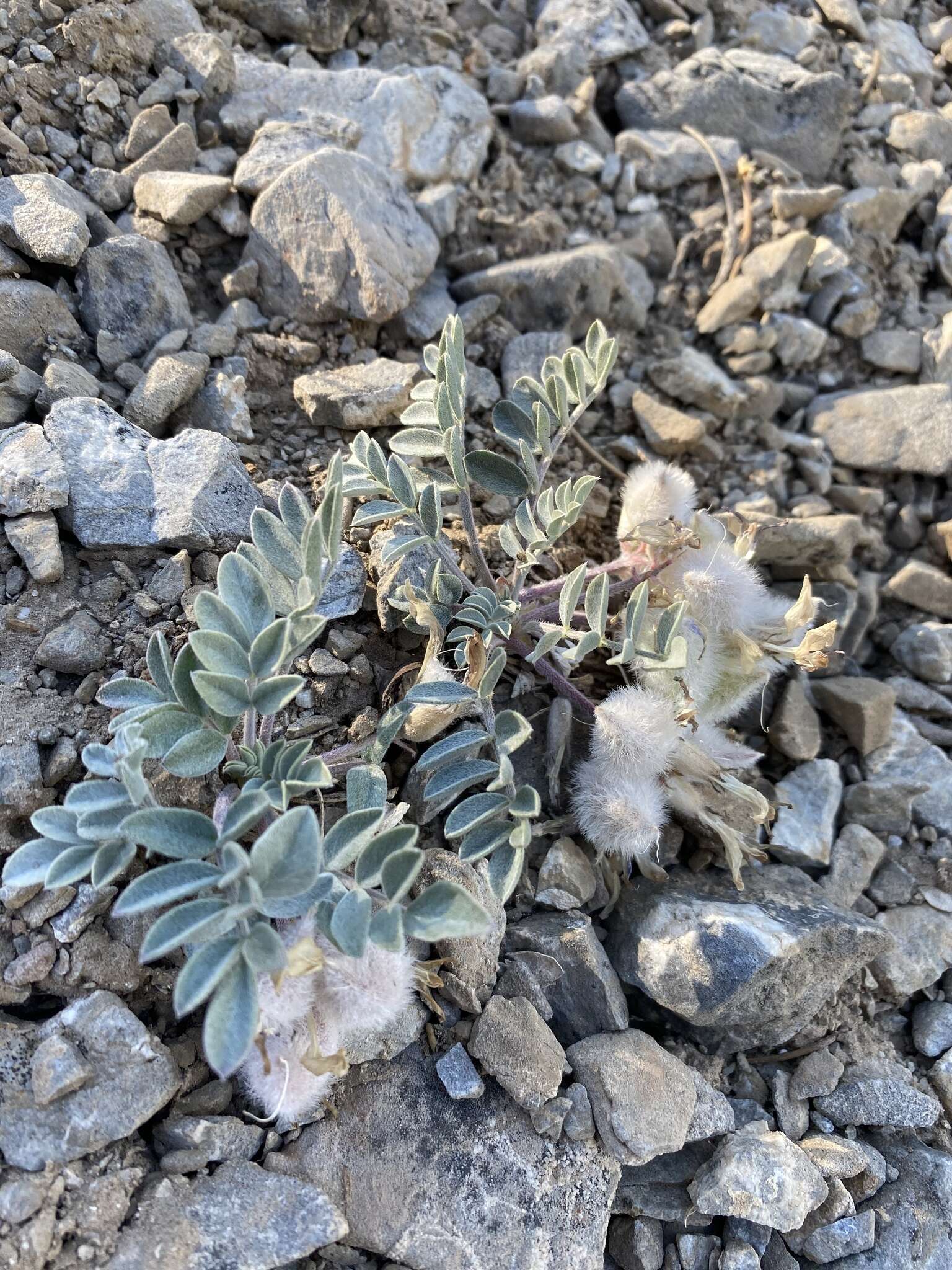 Image of Newberry's milkvetch