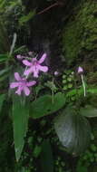 Impatiens scapiflora Heyne resmi