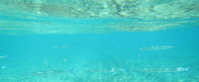 Image of Coral reef halfbeak