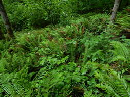 Image of Actaea elata var. elata