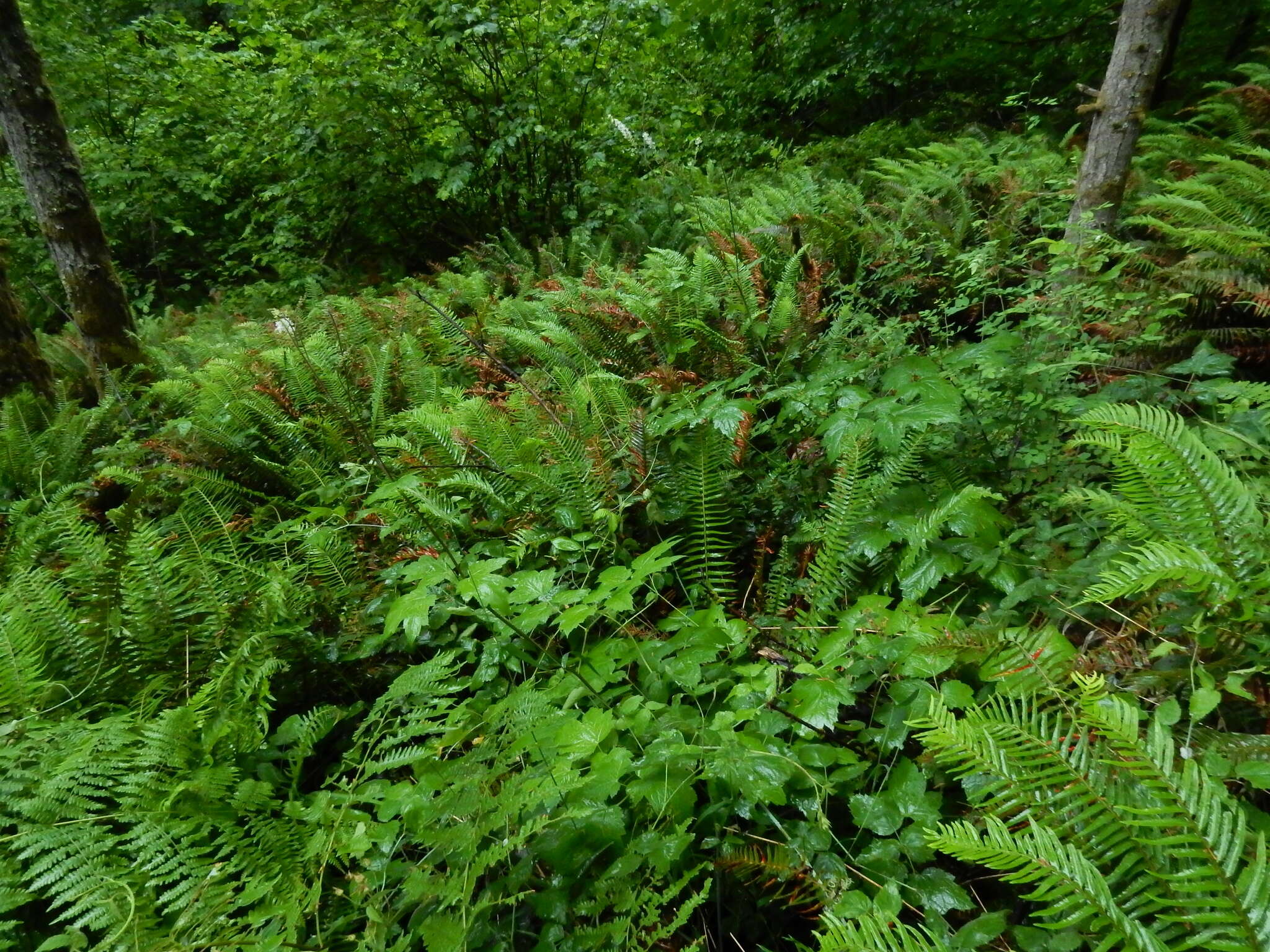 Image of Actaea elata var. elata