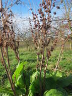 Imagem de Rumex obtusifolius L.