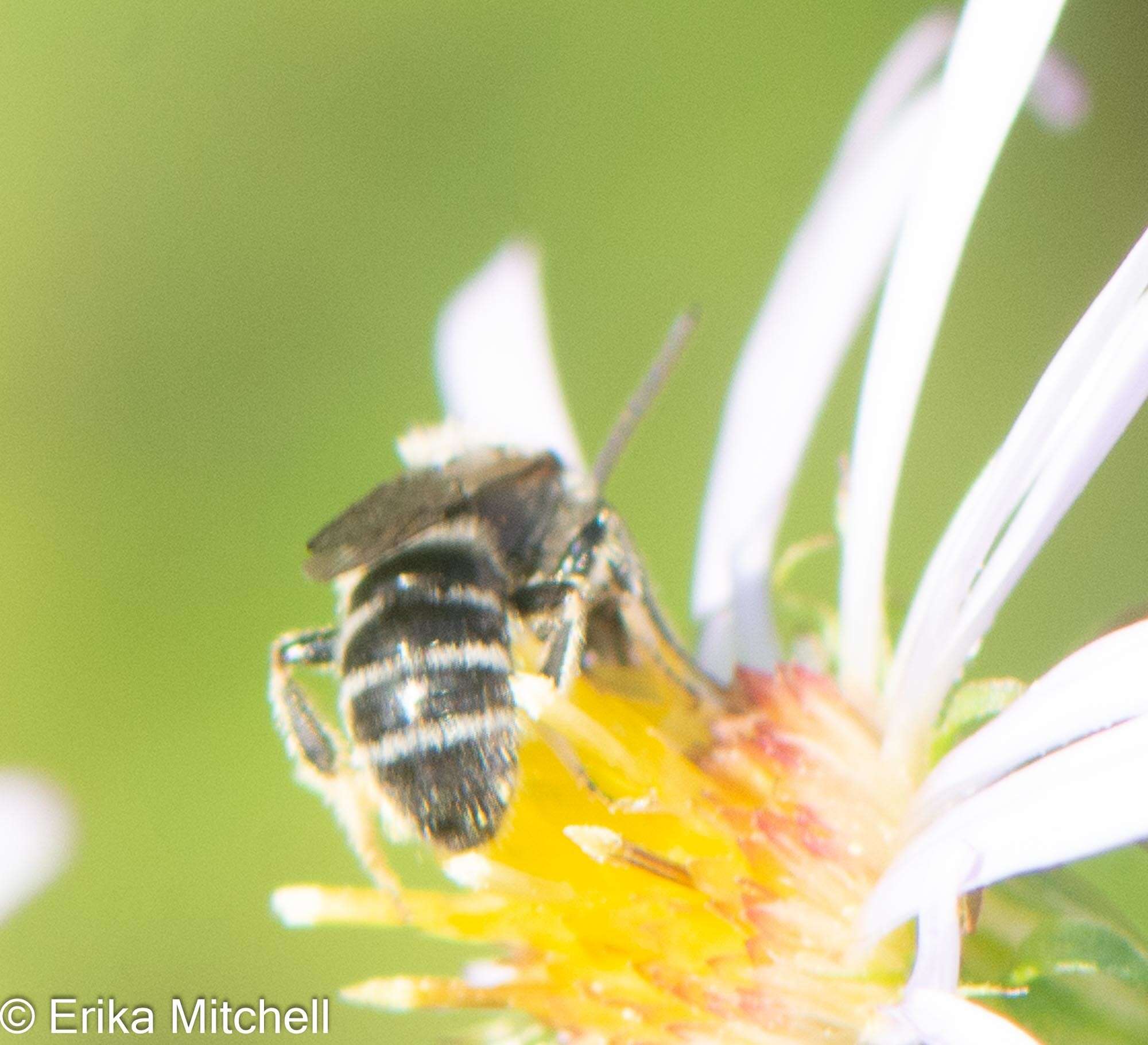 Plancia ëd Lasioglossum leucozonium (Schrank 1781)