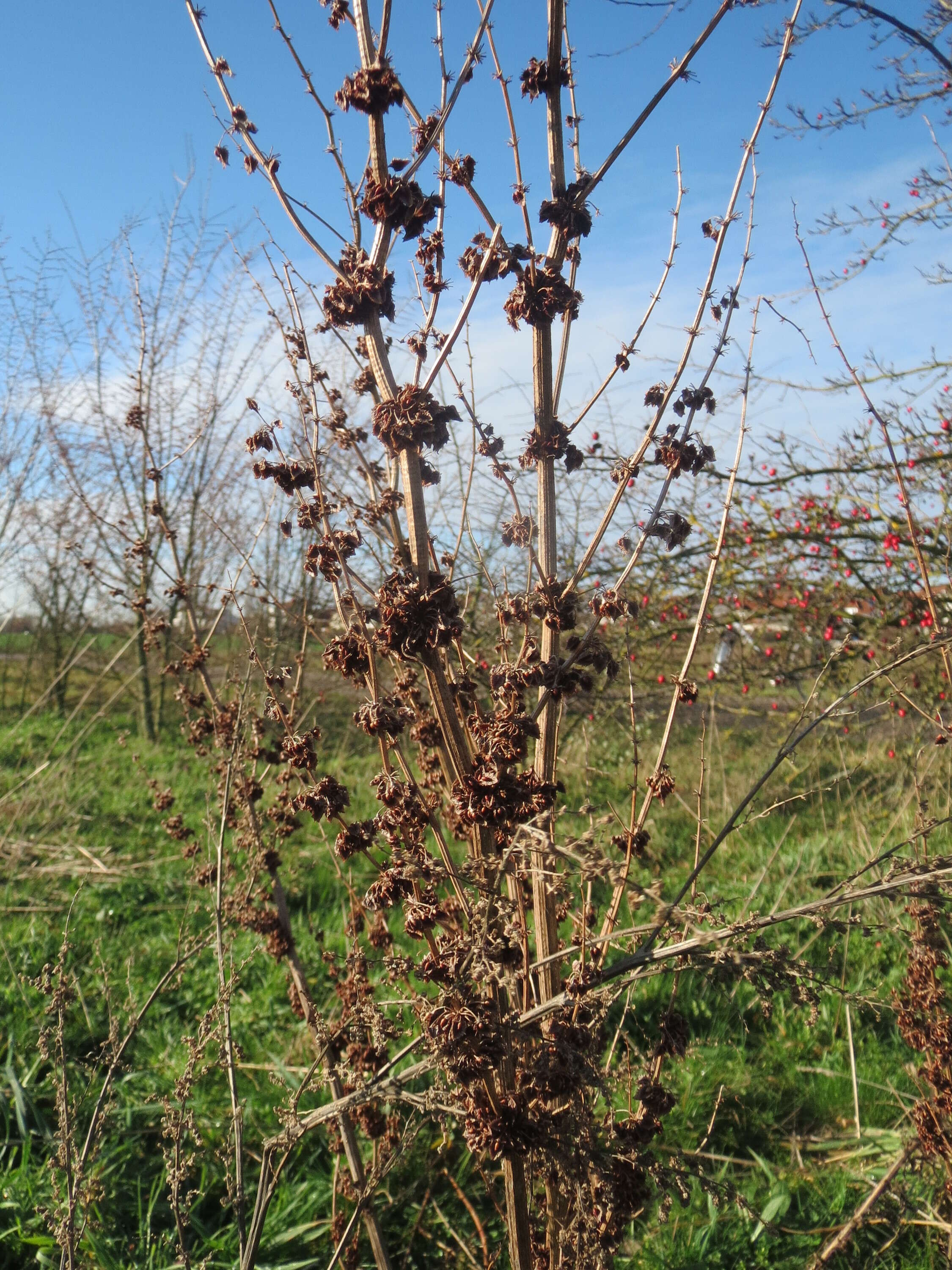 Imagem de Rumex obtusifolius L.