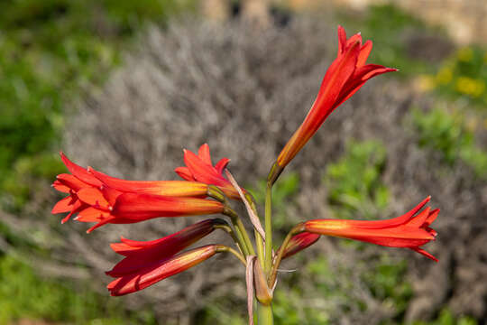 Imagem de Zephyranthes phycelloides