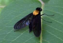 Image of Chrysopilus davisi Johnson 1912