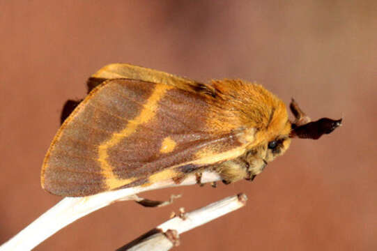 Image of Lemonia dumi (Linnaeus 1761)