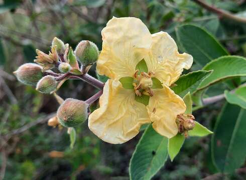 Image of Ludwigia tomentosa (Cambess.) Hara