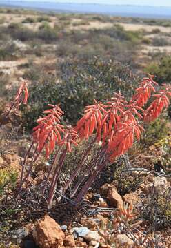 Sivun Gonialoe variegata (L.) Boatwr. & J. C. Manning kuva