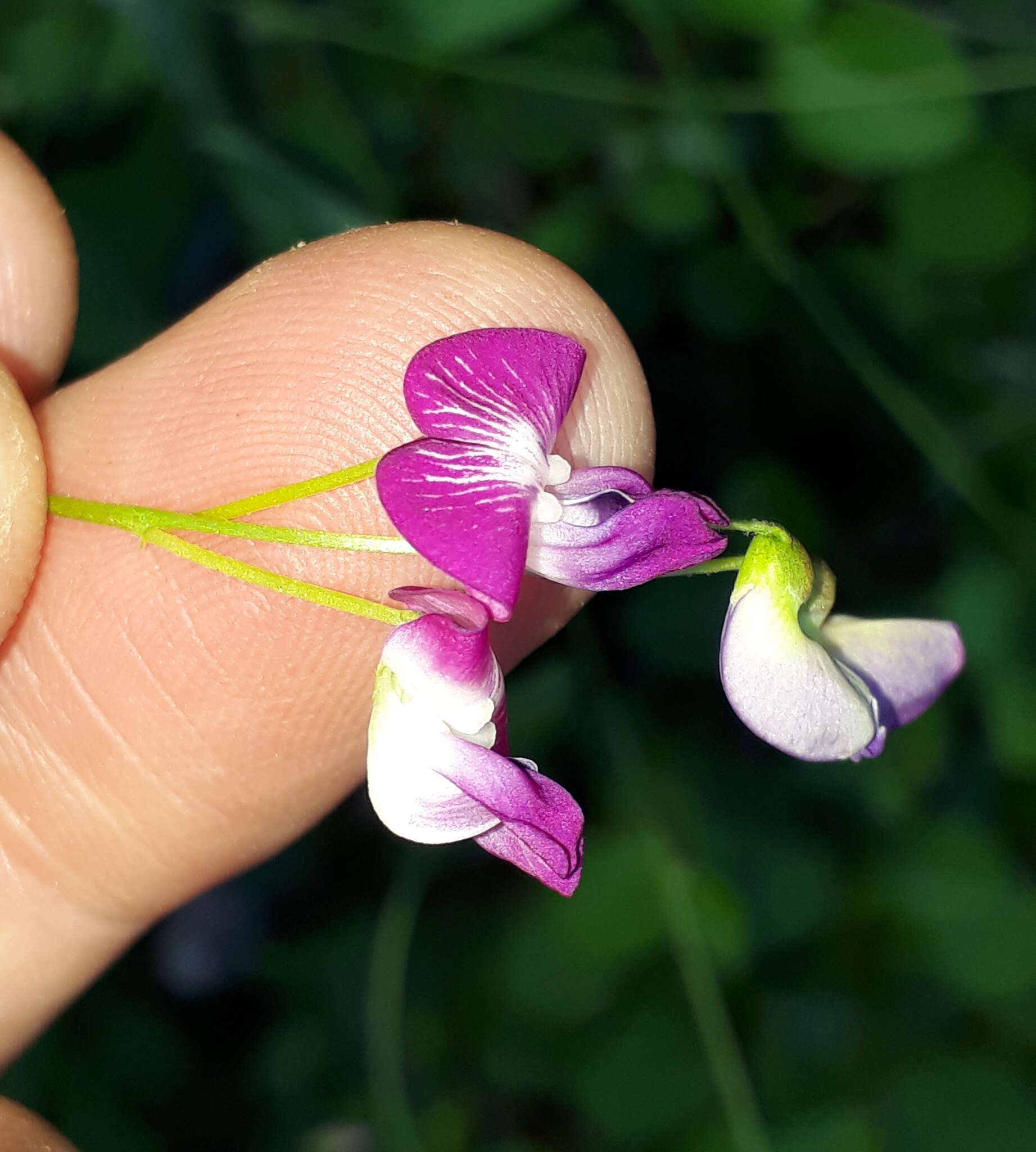 Image of Dolichos hastiformis E. Mey.