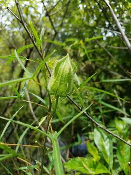 Image of Neches River Rose-Mallow