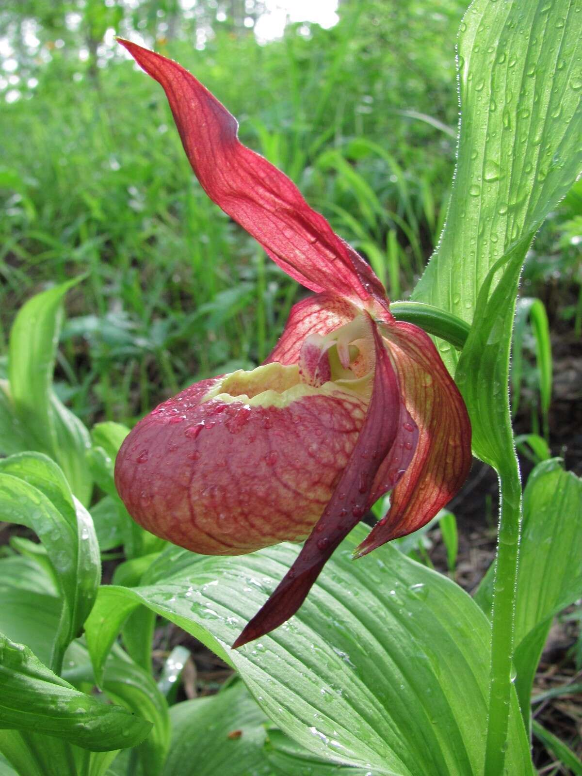 Image of Cypripedium ventricosum Sw.