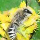 Image of Kincaid's Cellophane Bee