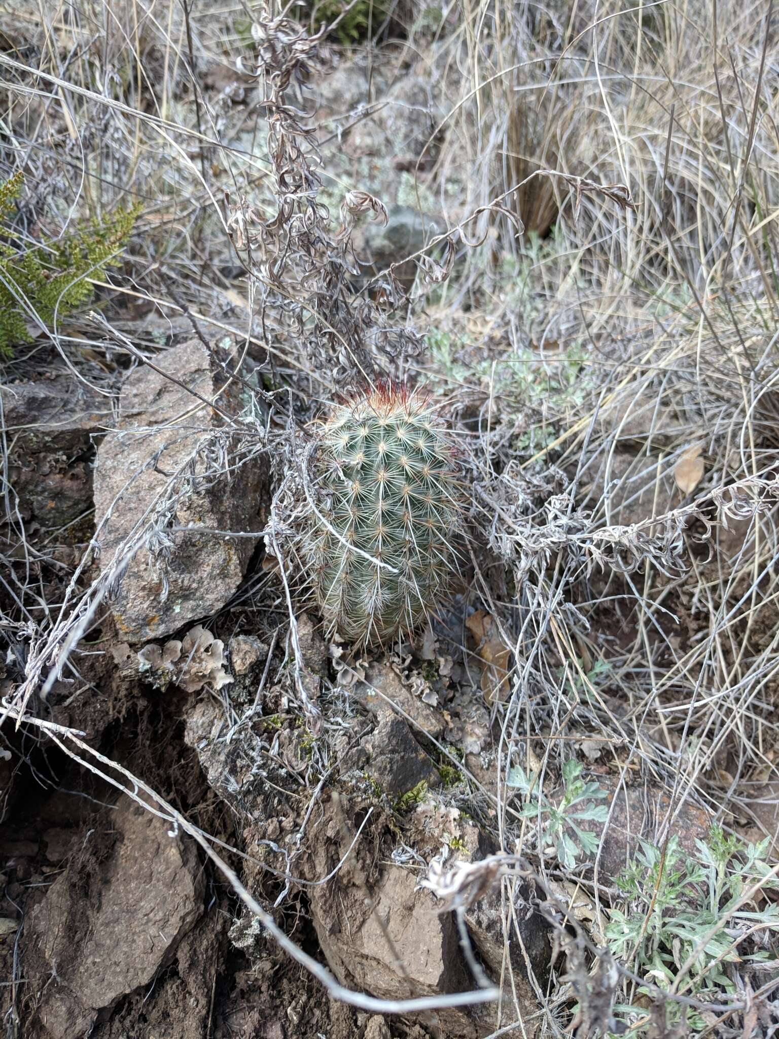 Image of Echinocereus russanthus subsp. weedinii Leuck ex W. Blum & Mich. Lange