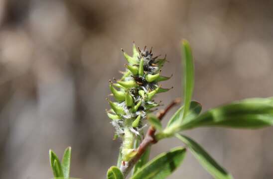 Imagem de Salix irrorata Anderss.