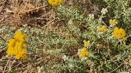 Image of Achillea falcata L.