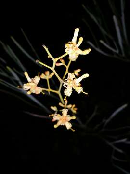 Image of Stirlingia latifolia (R. Br.) Steudel