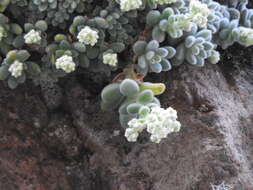 Imagem de Sedum mocinianum E. Perez-Calix