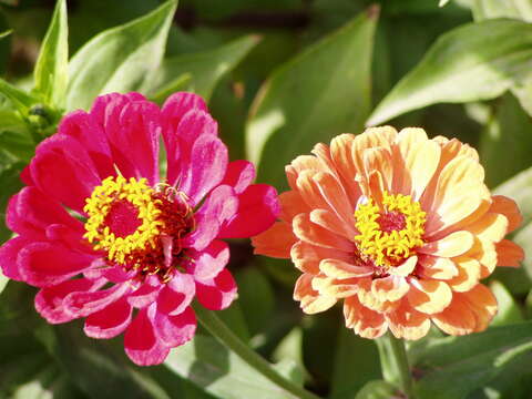 Image of ELEGANT ZINNIA