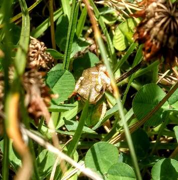 Image of Argus Reed Frog