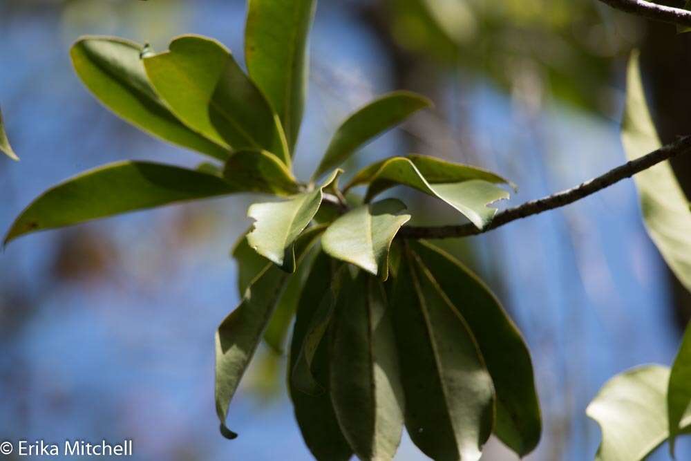 صورة Ardisia obovata Ham.