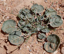 Imagem de Eriogonum rotundifolium Benth.