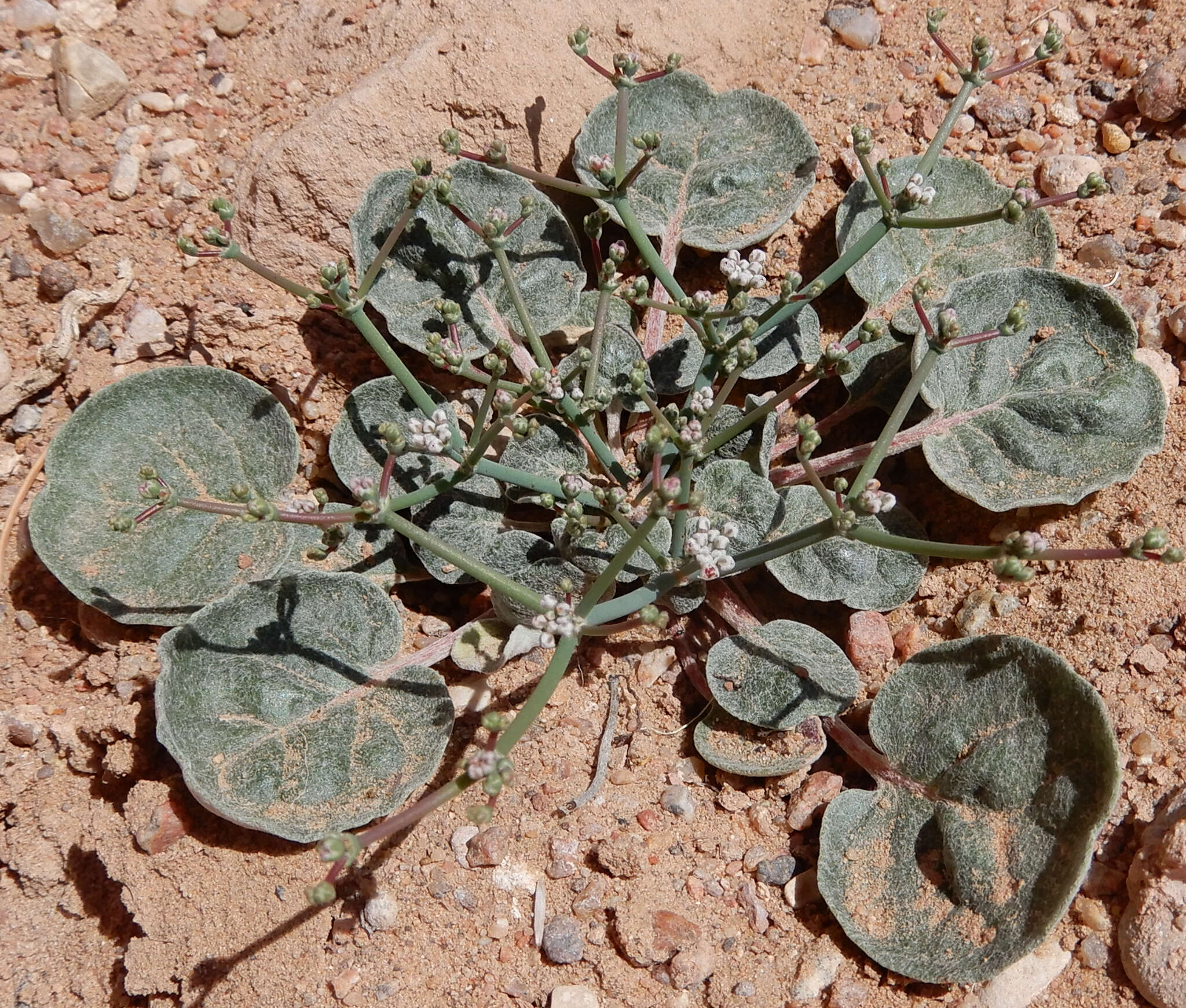 Imagem de Eriogonum rotundifolium Benth.